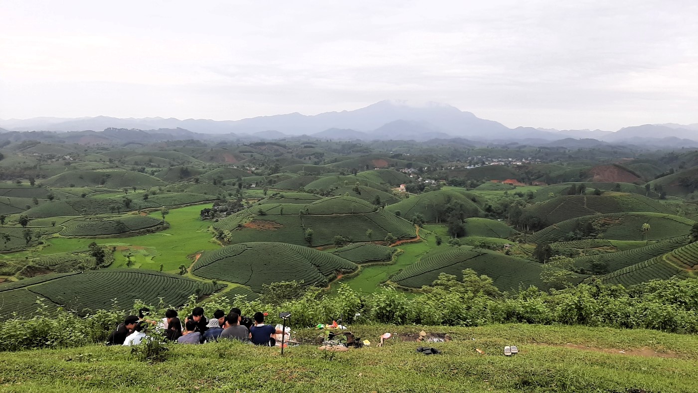 Long Coc tea hills in Phu Tho Province